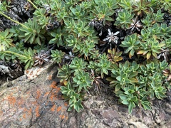 Petrophytum hendersonii