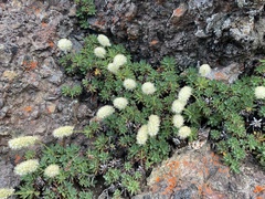 Petrophytum hendersonii