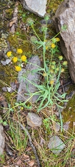 Bupleurum americanum