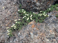 Petrophytum hendersonii