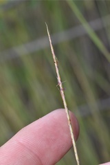 Schizachyrium tenerum