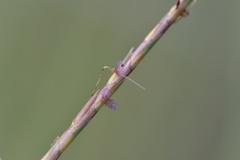 Schizachyrium tenerum