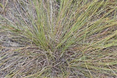 Schizachyrium tenerum