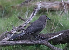 Strepera versicolor versicolor