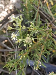 Lepidium leptopetalum