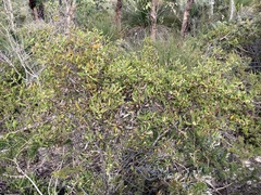 Hakea anadenia