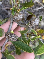 Hakea anadenia