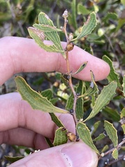 Hakea anadenia