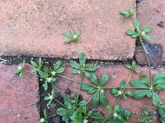 Mollugo verticillata