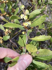 Hakea anadenia