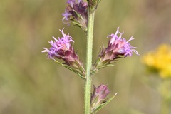 Liatris tenuis