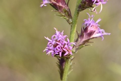 Liatris tenuis