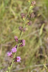 Liatris tenuis