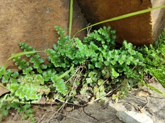Asplenium subglandulosum
