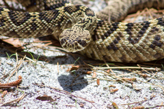 Crotalus adamanteus