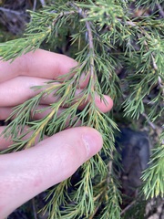 Hakea longiflora