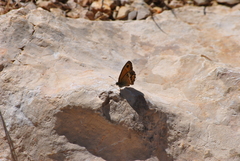 Coenonympha dorus