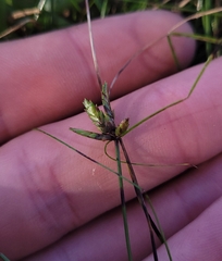 Cyperus gracilis