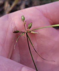 Cyperus gracilis