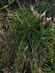 Cyperus gracilis