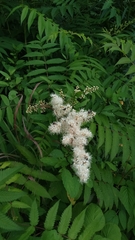 Sorbaria sorbifolia