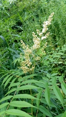 Sorbaria sorbifolia