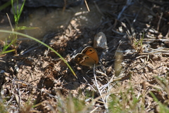 Coenonympha dorus