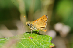 Ochlodes agricola