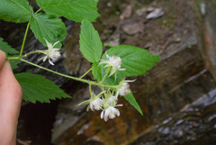 Rubus recurvicaulis