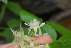 Rubus recurvicaulis