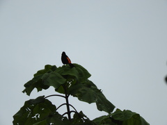 Ramphocelus flammigerus flammigerus