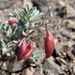 Astragalus cottonii - Photo (c) jareddodson, osa oikeuksista pidätetään (CC BY-NC)