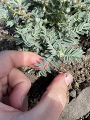Astragalus cottonii