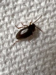 Hemicrepidius nemnonius