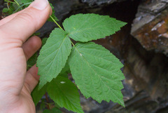 Rubus recurvicaulis