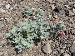 Astragalus cottonii