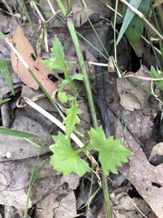 Goodenia rotundifolia