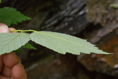 Rubus recurvicaulis