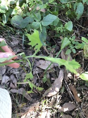 Goodenia rotundifolia