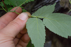 Rubus recurvicaulis