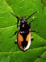 Hexachaetus lateralis