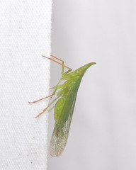 Rhynchomitra microrhina