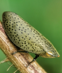Plinia punctipennis