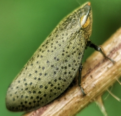 Plinia punctipennis