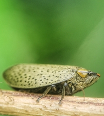 Plinia punctipennis