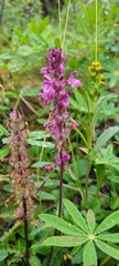 Pedicularis verticillata
