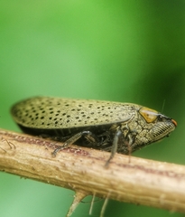 Plinia punctipennis