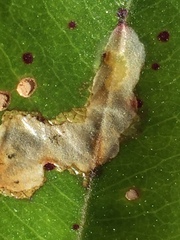 Neomycta rubida