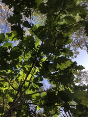 Solanum chrysotrichum