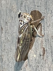 Populicerus formosus